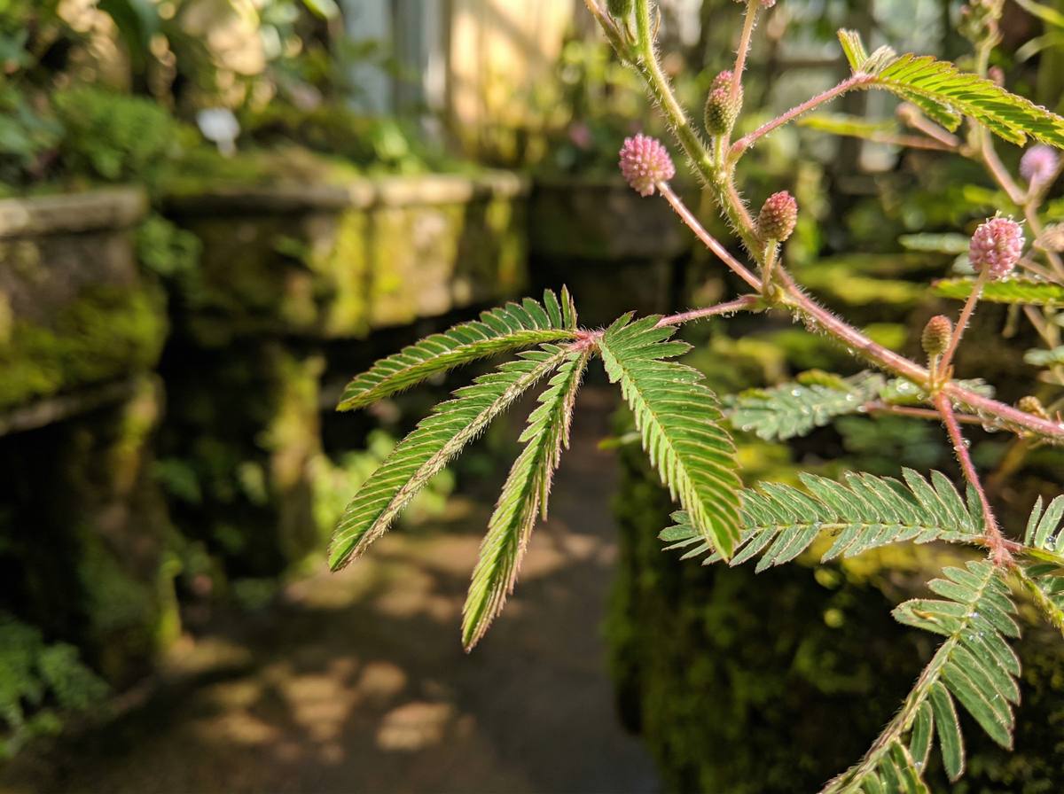 蜜桃传媒含羞草视频教程